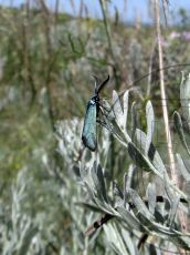 Jordanita-graeca_самец_2